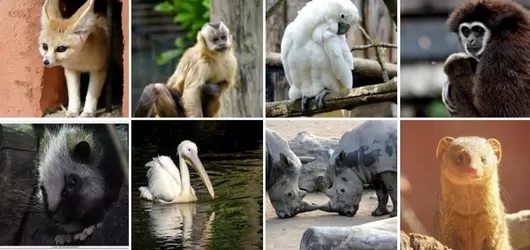 Le zoo de Lille lance un concours photo sur Facebook
