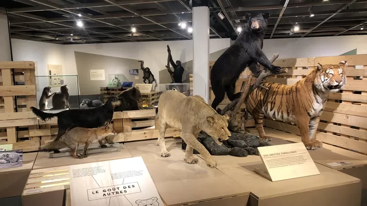 Dessinez gratos les animaux du Musée d'Histoire nat' lors de la Nuit du Modèle à Poils