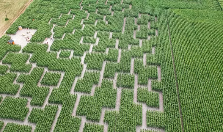 Un labyrinthe géant a ouvert dans un champ de maïs à 20 minutes de Lille