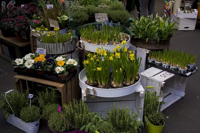 Ce dimanche, Roubaix organise son grand marché aux plantes sur la Grand-place