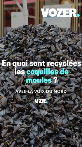 En quoi sont recyclées les coquilles de moules ?