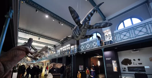 Le 28 janvier, visitez le Musée d'Histoire Naturelle à la lampe torche