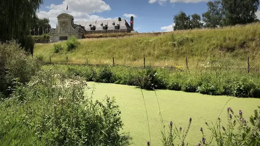 Les lentilles vertes ont envahi les douves de la Citadelle