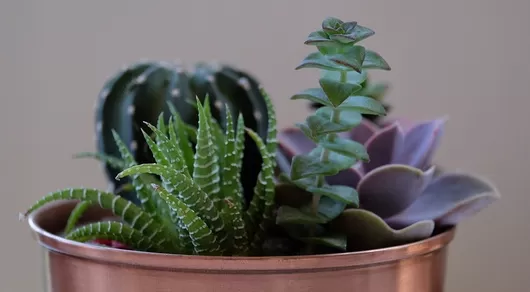 Grosse vente de plantes à petits prix ce samedi au Clockwork