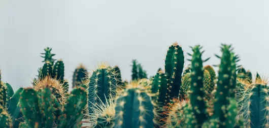 Début janvier, c'est maxi vente de plantes à Grand Playground