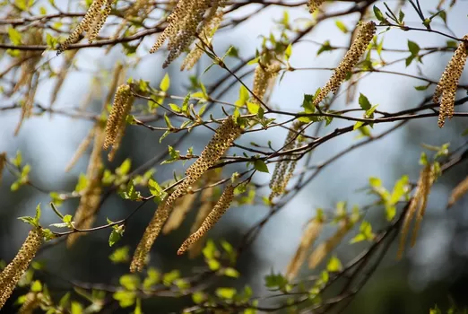 Attention aux allergiques, la pollinisation des bouleaux a commencé