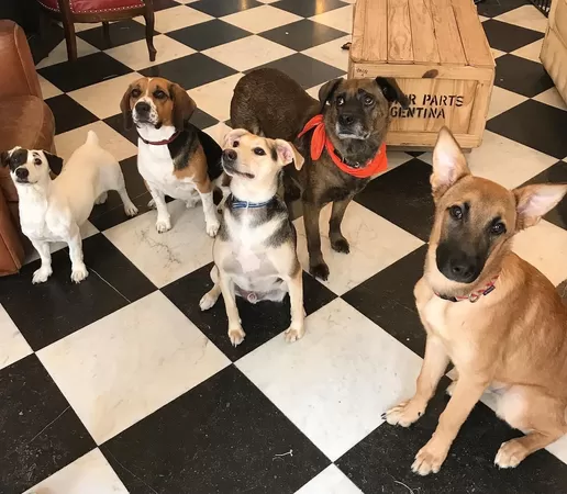 Le Waf, premier bar à chien d'Europe, a besoin d'aide pour survivre à la crise