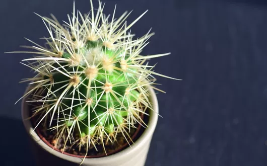 Une grande vente de plantes à petits prix repousse en décembre à Lille