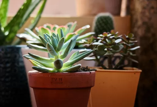 Ce week-end, deux grandes ventes de plantes à petits prix débarquent à Lille