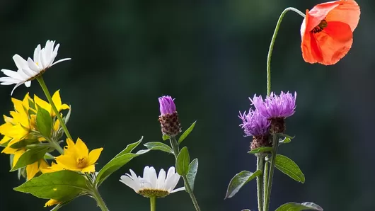 Ce weekend, la Friche Gourmande accueille une grande vente de plantes