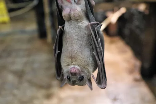 Luciole, le programme qui éteint les lumières de la Citadelle pour sauver les chauve-souris