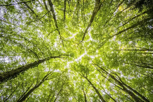 L'opération "100 000 arbres pour demain" lancée dans la région