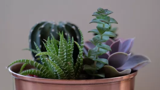 Plantes pour tous revient semer ses petits prix ce week-end