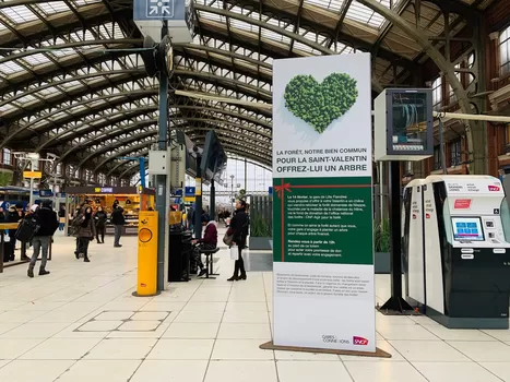 Pour la Saint-Valentin, vous pouvez offrir l'arbre d'une forêt à votre moitié