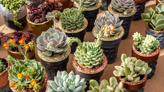 Petits prix et grande vente de plantes ce week-end au Lab'Oïkos