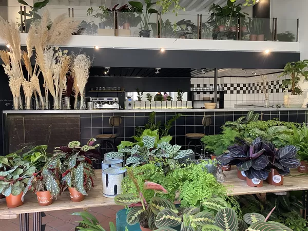 Le concept-store mi-food, mi-plantes de la Wilderie a ouvert dans le Vieux-Lille