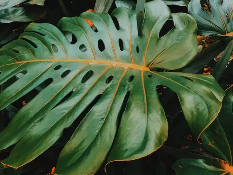 Ce weekend, la jungle de Plantes pour tous s'installe au Grand Playground