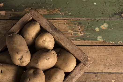 L'été n'a pas été cool avec les patates et nos frites vont en pâtir