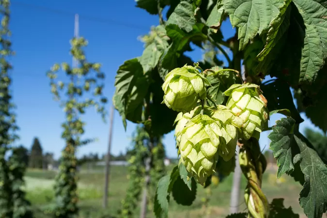 Avec Moulins d'Ascq, plantez du houblon en mars, faites de la bière avec en septembre