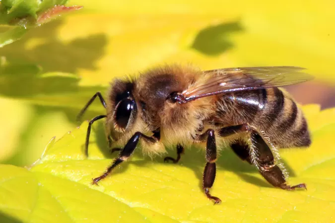 Sinon, vous pouvez vous former à l'apiculture au Jardin des Plantes
