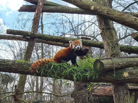 Dites bonjour à Ruaridh, le nouveau panda roux du zoo de Lille