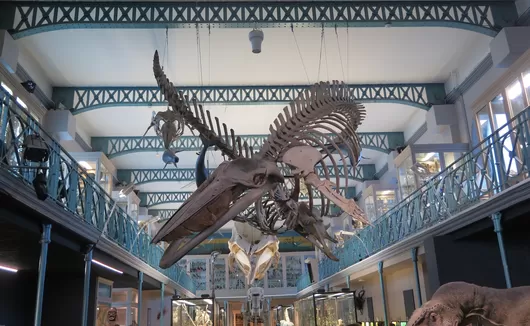 Le Musée d'Histoire Naturelle de Lille a besoin de vous pour son expo pré-fermeture