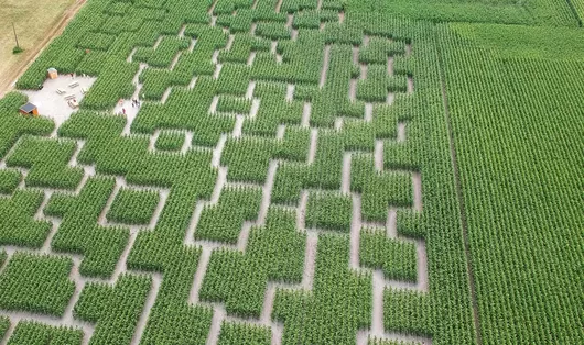 Les labyrinthes géants dans les champs de maïs rouvrent à côté de Lille