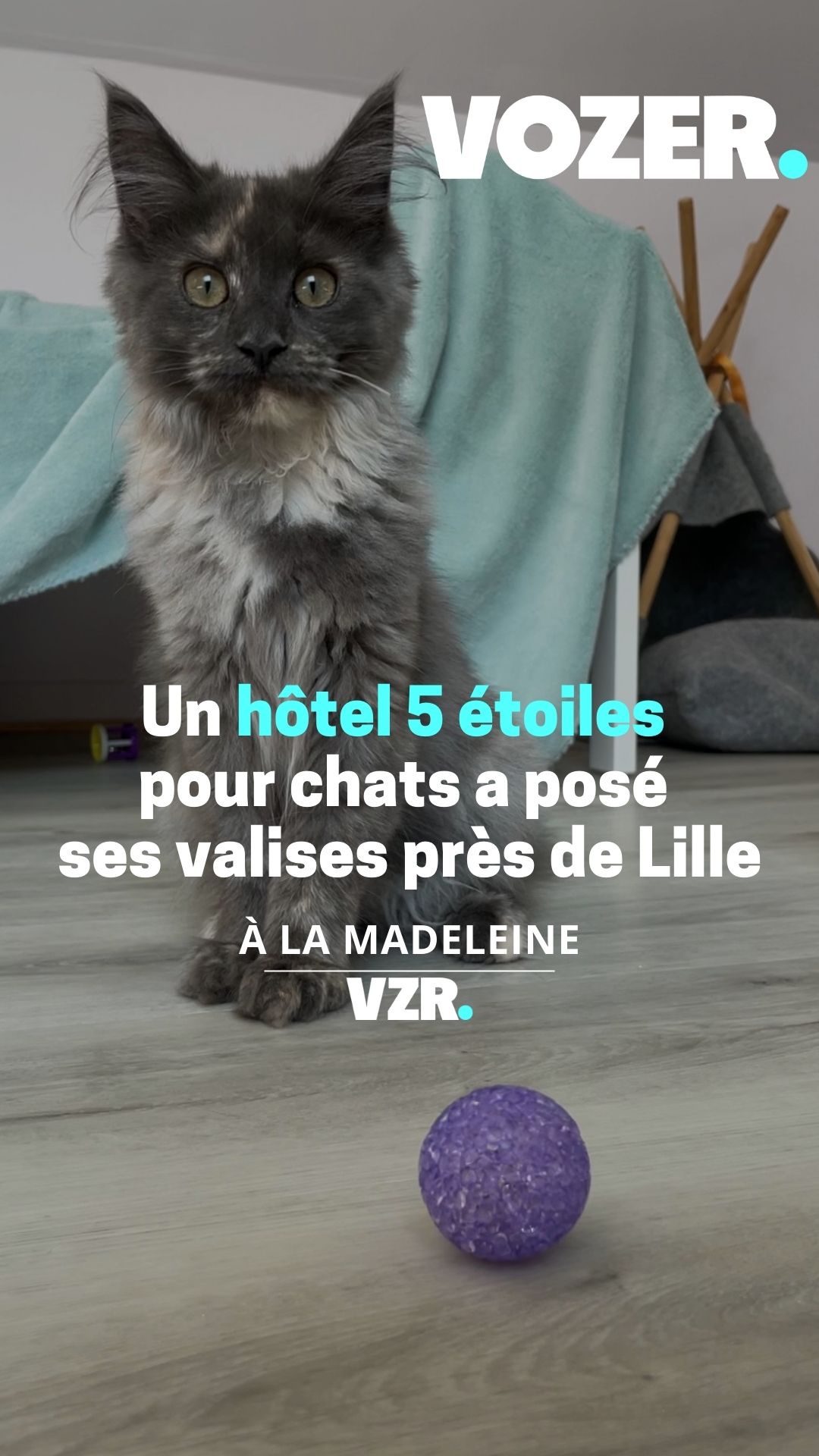 Un hôtel 5 étoiles pour chats a posé ses valises près de Lille