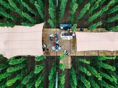 Fin août, la Brasserie Caulier propose un dîner insolite dans un champ de houblon