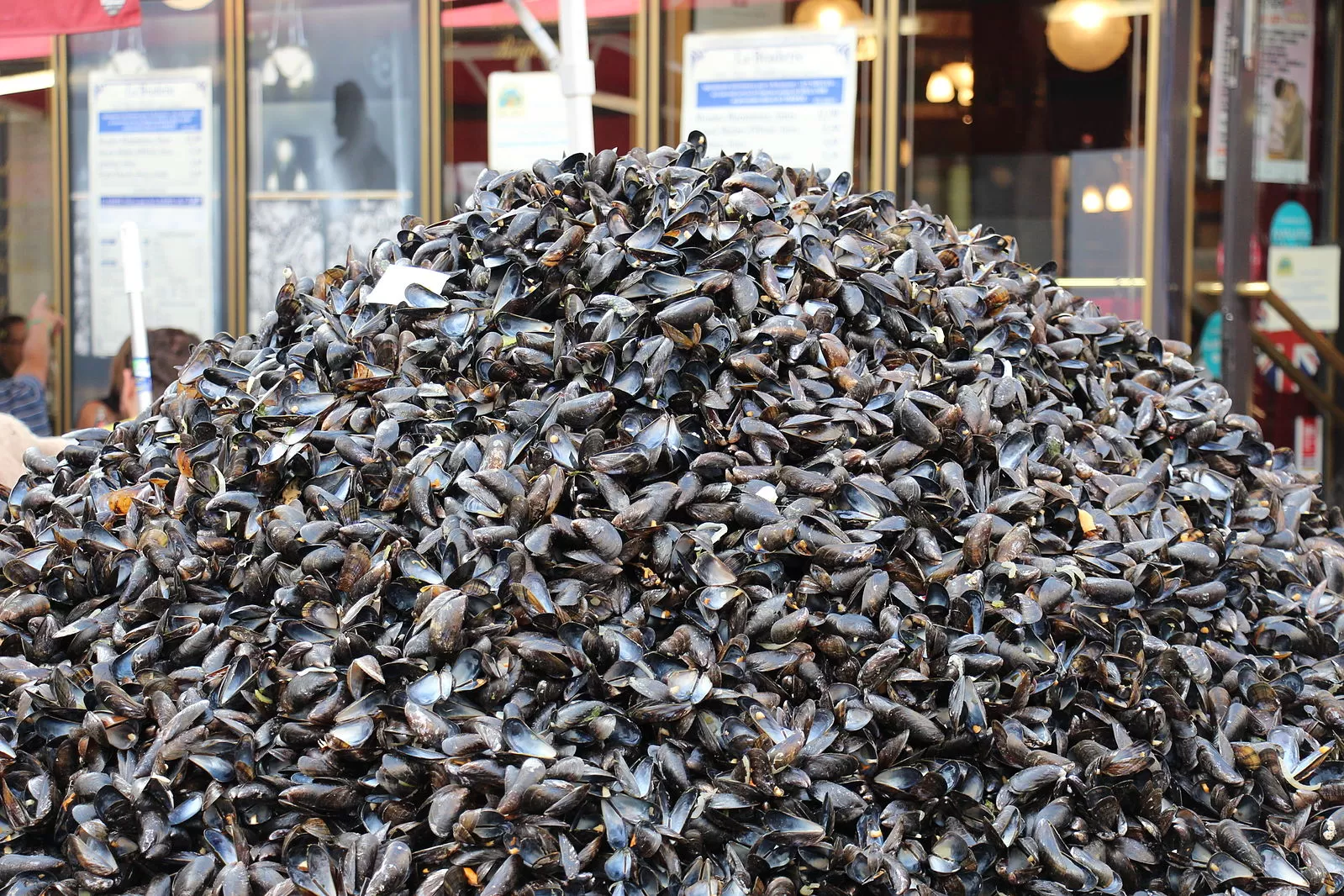 Les tas de moules sont recyclés depuis 2018 par EtSINI.