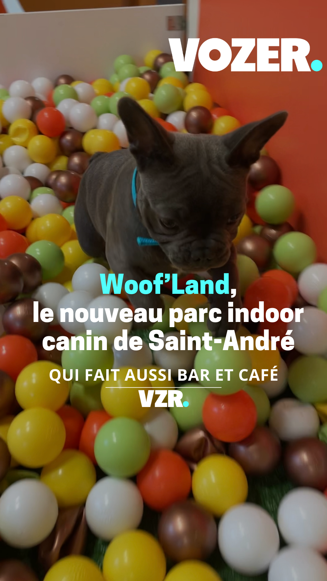 Woof'Land, le nouveau parc indoor canin de Saint-André-lez-Lille