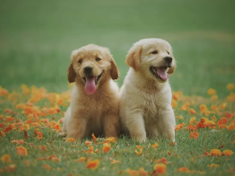 Ce vendredi, une Marche de L'animal aura lieu pour la 1ère fois à Lille