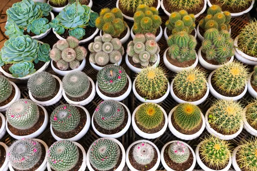 Une grande vente de plantes dès 1€ est organisée à Garage du 31 janvier au 2 février