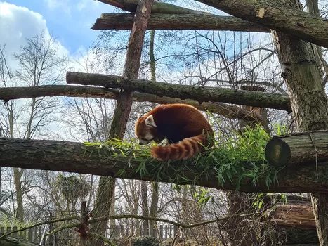 Le zoo de Lille rouvre ses portes ce samedi